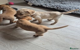 Labrador Retriever dogs for sale: Top quality KC registered labrador pups  - Image 10