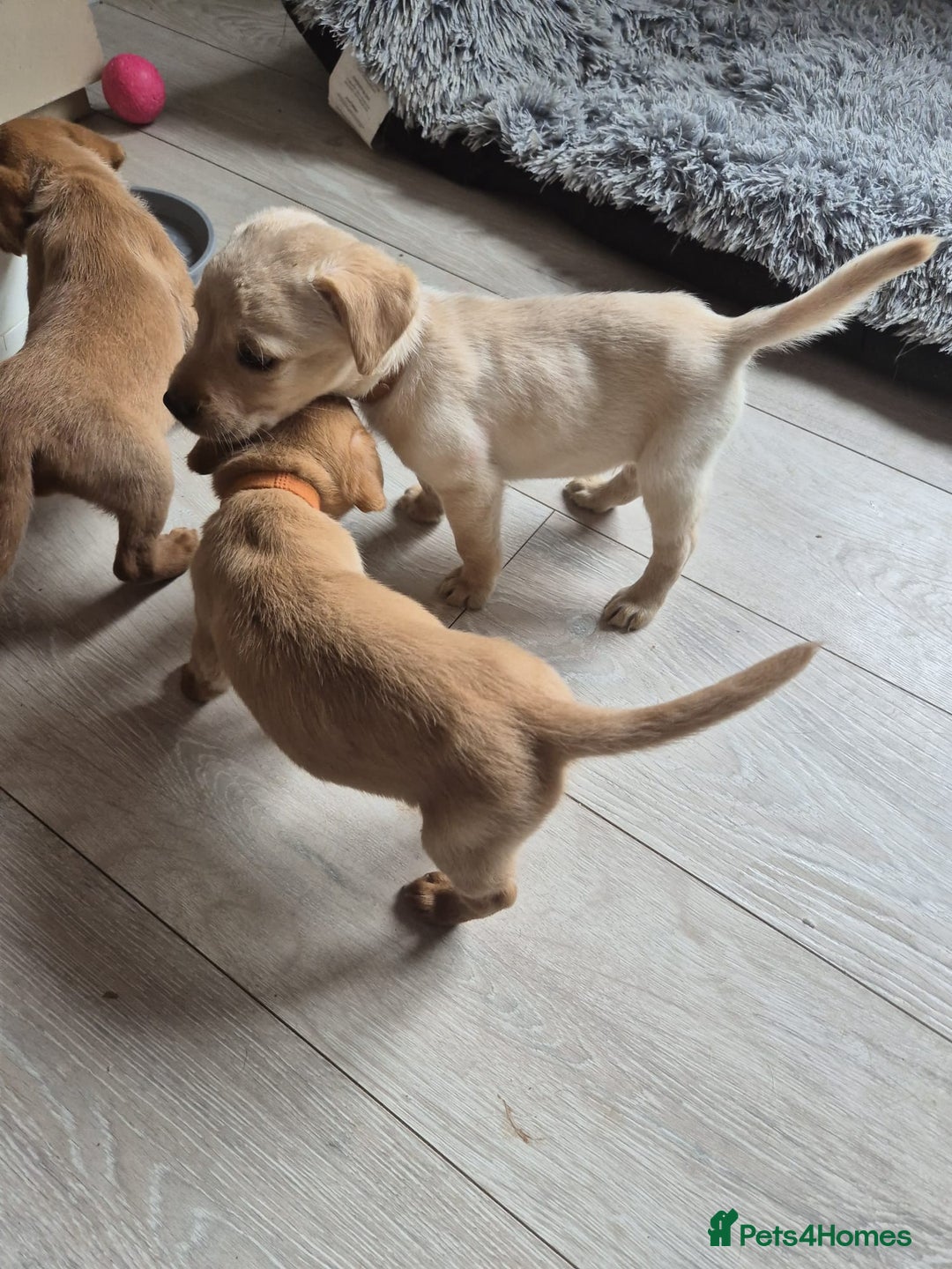 Labrador Retriever dogs for sale: Top quality KC registered labrador pups  - Image 10