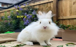 Mixed Breed rabbits for sale: Very pretty soft fluffy bunnies - Image 35