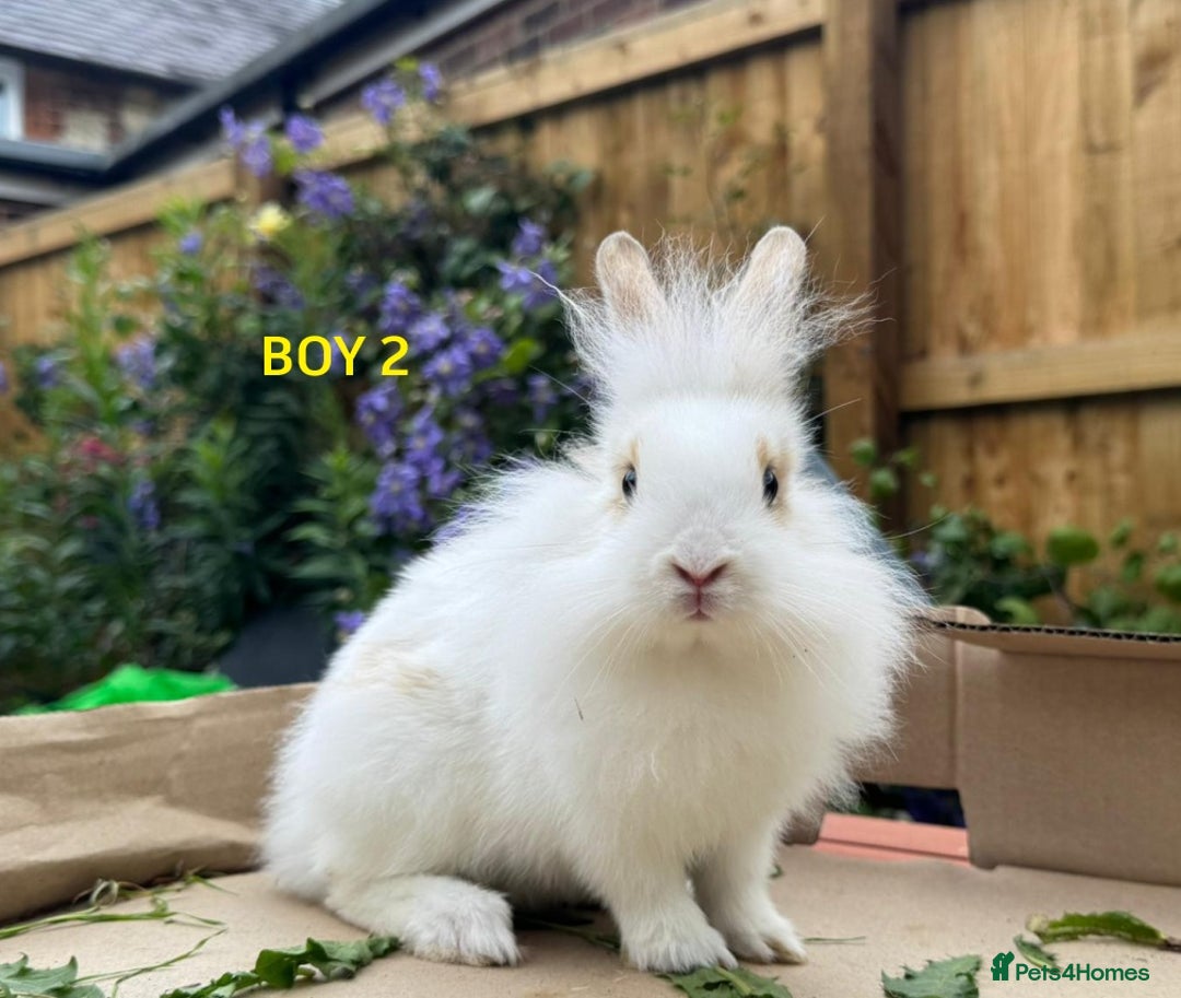 Mixed Breed rabbits for sale: Very pretty soft fluffy bunnies - Image 35