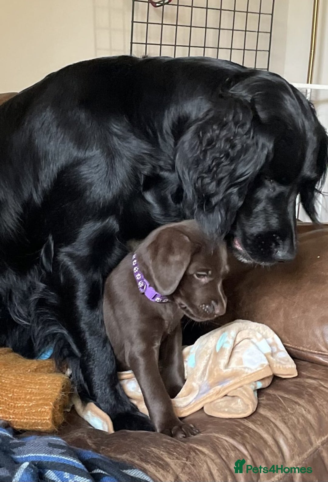 Labrador Retriever dogs for sale: hansome loving labrador retriever boy - Advert 4