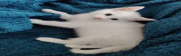 European cats for sale: Adorable Kittens - Advert 8