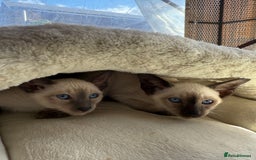 Siamese cats for sale: Siamese kittens - girls  - Image 31