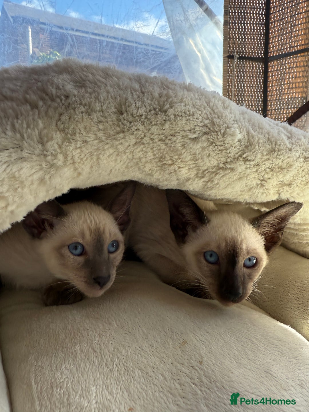 Siamese cats for sale: Siamese kittens - girls  - Image 31