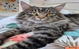 Maine Coon cats for sale: Ragcoon polydactyl kittens - Image 2