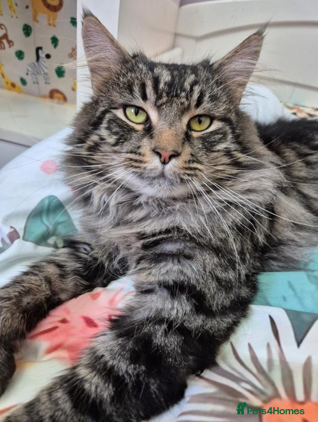 Maine Coon cats for sale: Ragcoon polydactyl kittens - Image 2