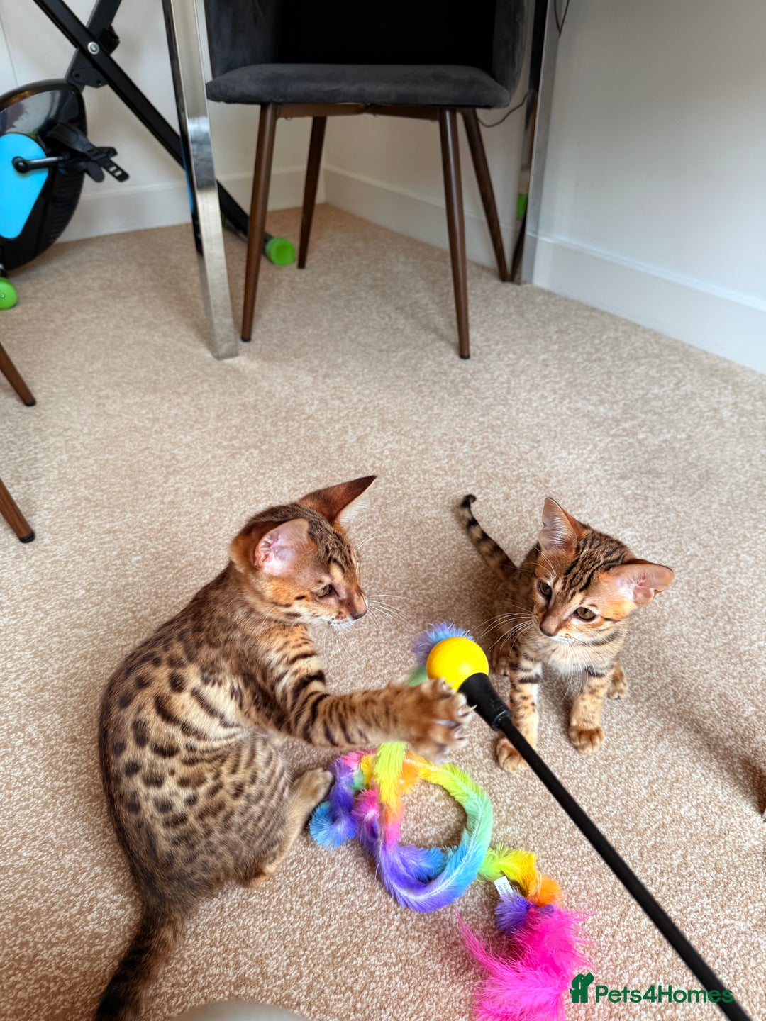 Savannah cats for sale: TICA Reg F3 Savannah Female Kitten ONE LEFT - Image 22
