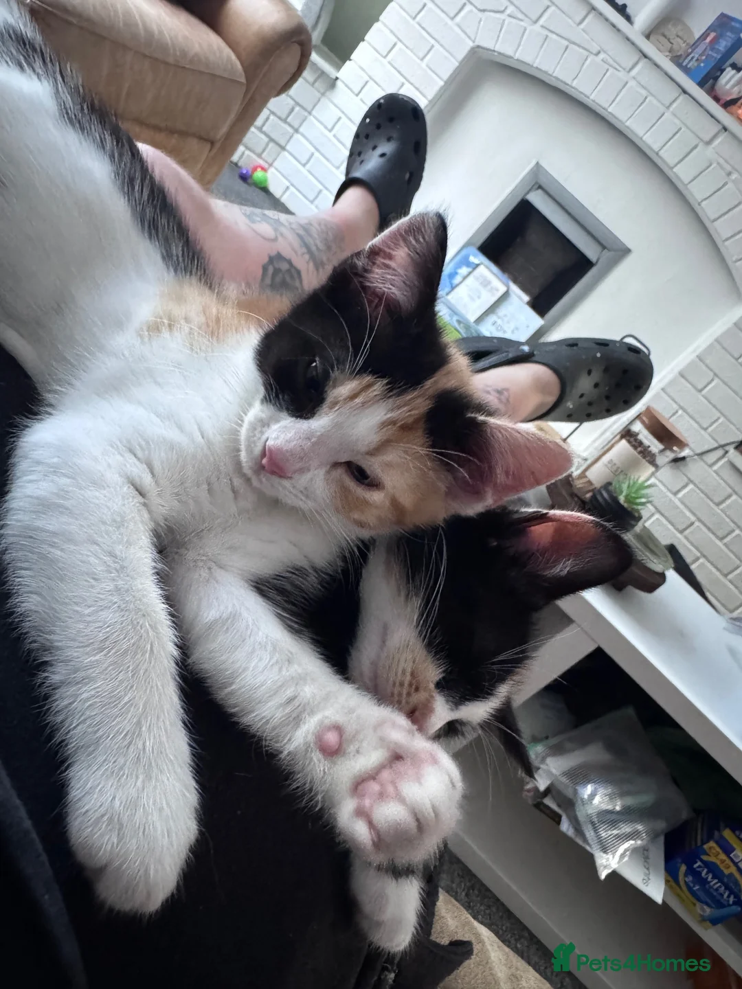 Mixed Breed cats for sale: Tortishell sisters  in Hartlepool - Advert 5