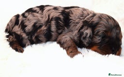 Cavapoo dogs for sale: Extensively Health tested Rare F1 Cavapoos - Image 3