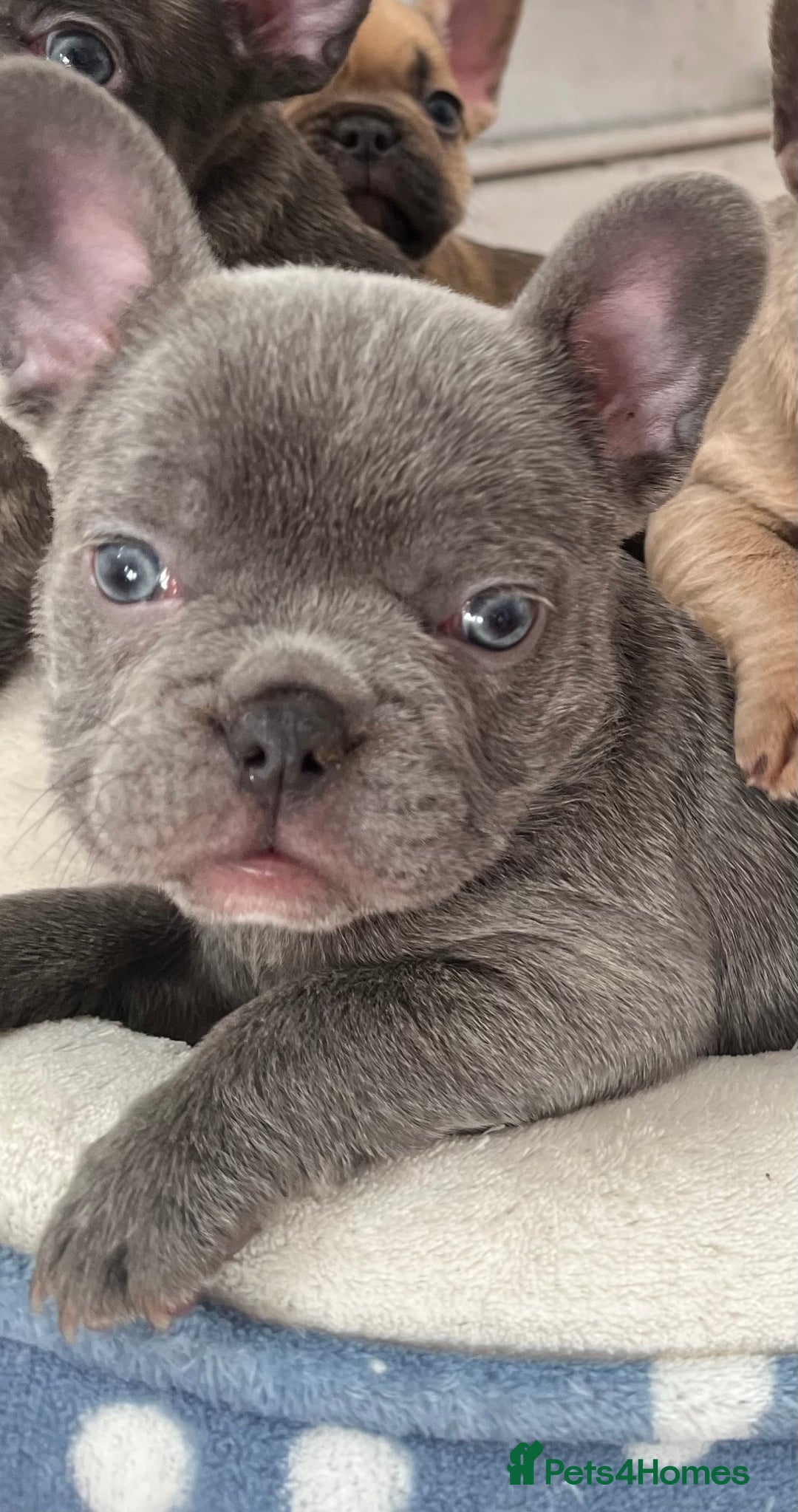 French Bulldog dogs for sale: Beautiful frenchies for sale  - Advert 1