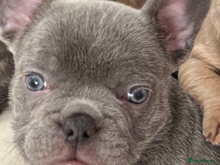 French Bulldog dogs - Advert 23