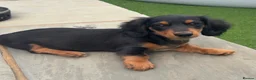 Dachshund dogs for sale: 2 LEFT  in Romford - Advert 15