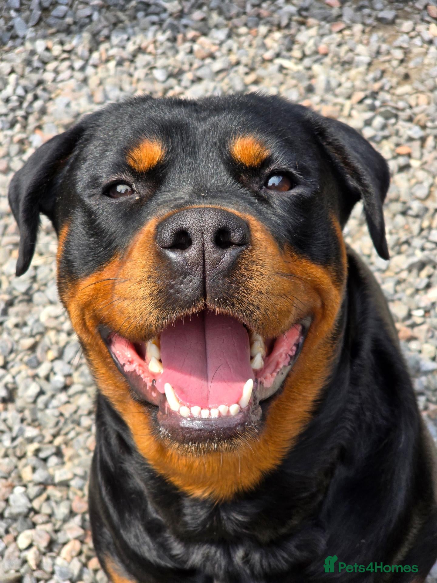 Rottweiler dogs Rottweiler Puppies For Sale - Advert 5