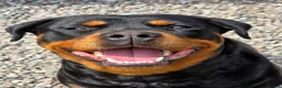 Rottweiler dogs for sale: Rottweiler Puppies For Sale - Advert 1