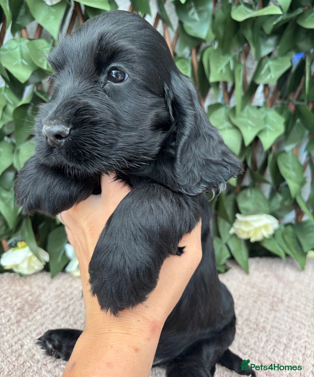 Cocker Spaniel dogs for sale: Last beautiful boy ! import line show cockers - Image 17