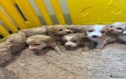Cockapoo dogs for sale: Beautiful f1b cockapoo puppys  - Image 13