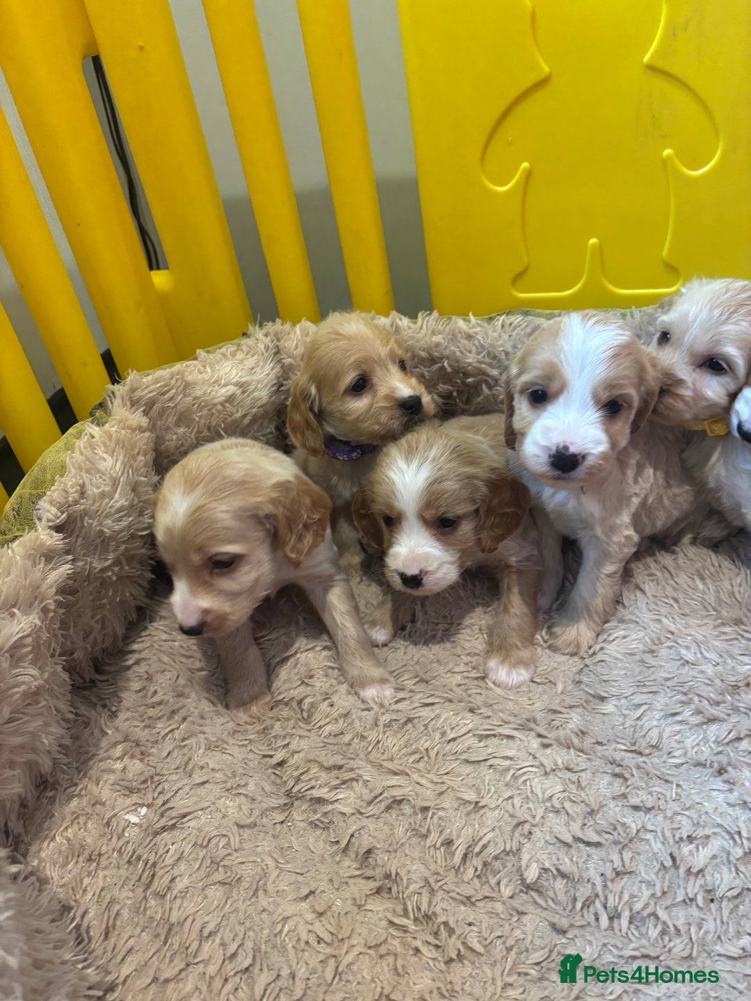 Cockapoo dogs for sale: Beautiful f1b cockapoo puppys  - Image 13