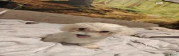 Maltese dogs for sale: New warm home's  in Plymouth - Advert 16