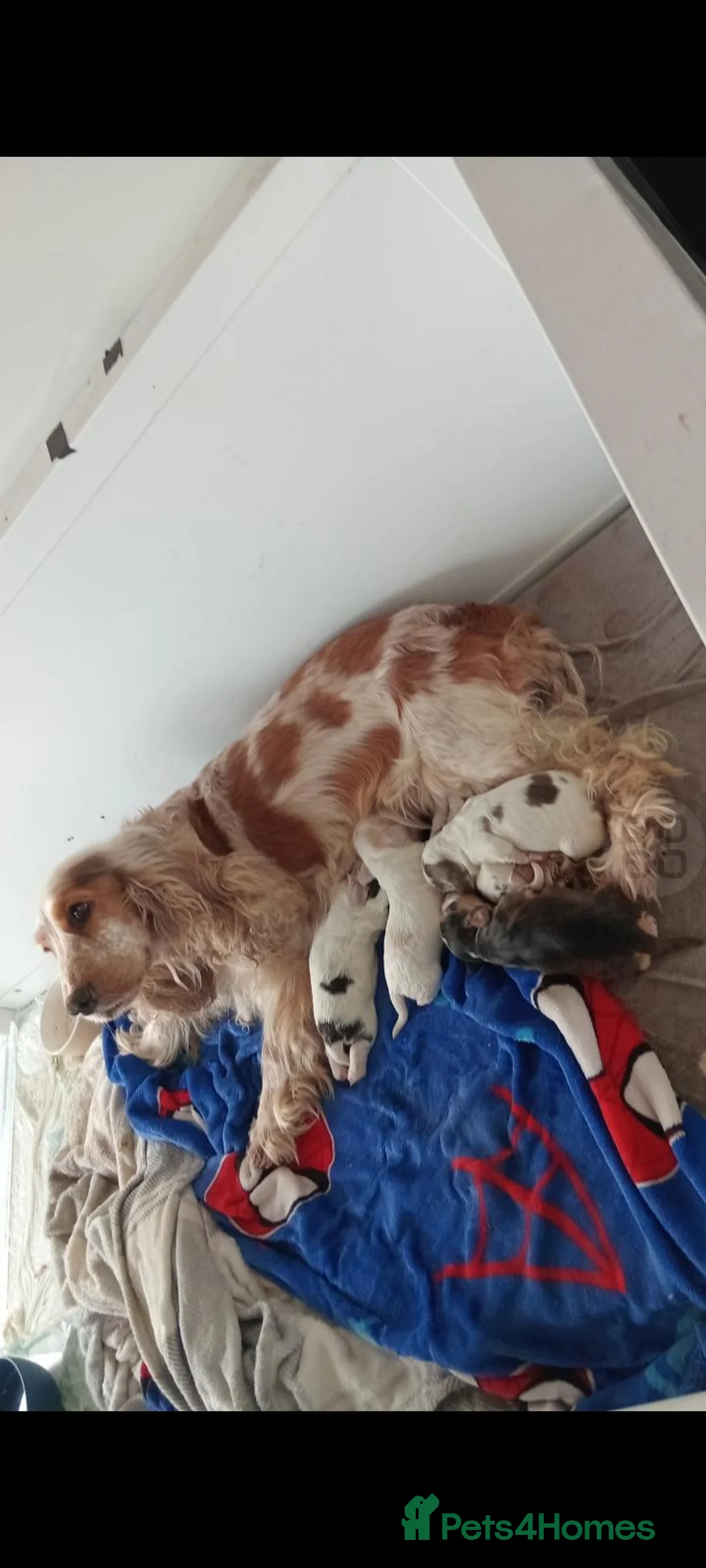 Cocker Spaniel dogs for sale: Sensational show type cocker babies.  in Doncaster - Advert 8