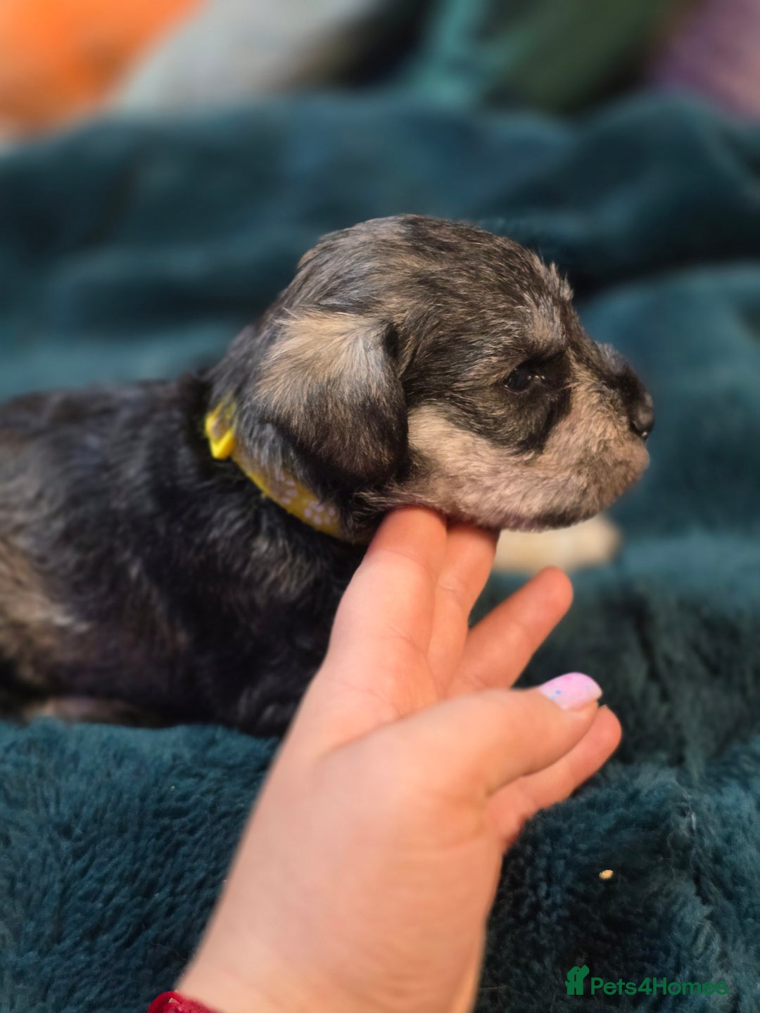 Miniature Schnauzer dogs for sale: 3 puppys left -KC - Miniature Schnauzer Puppies - Image 15