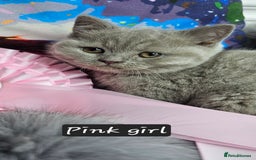 British Shorthair cats for sale: British short hair kittens - Advert 35