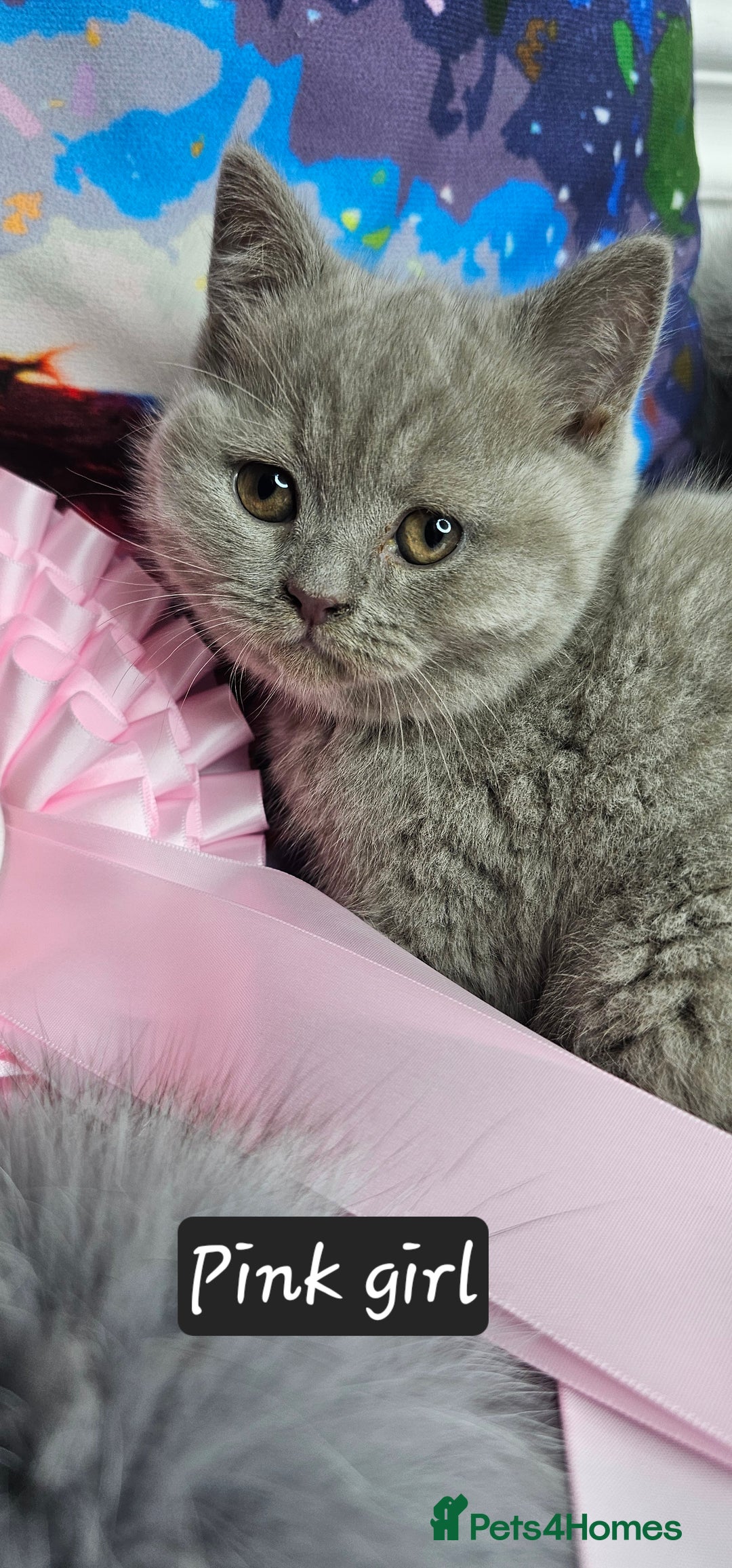 British Shorthair cats for sale: British short hair kittens - Advert 35