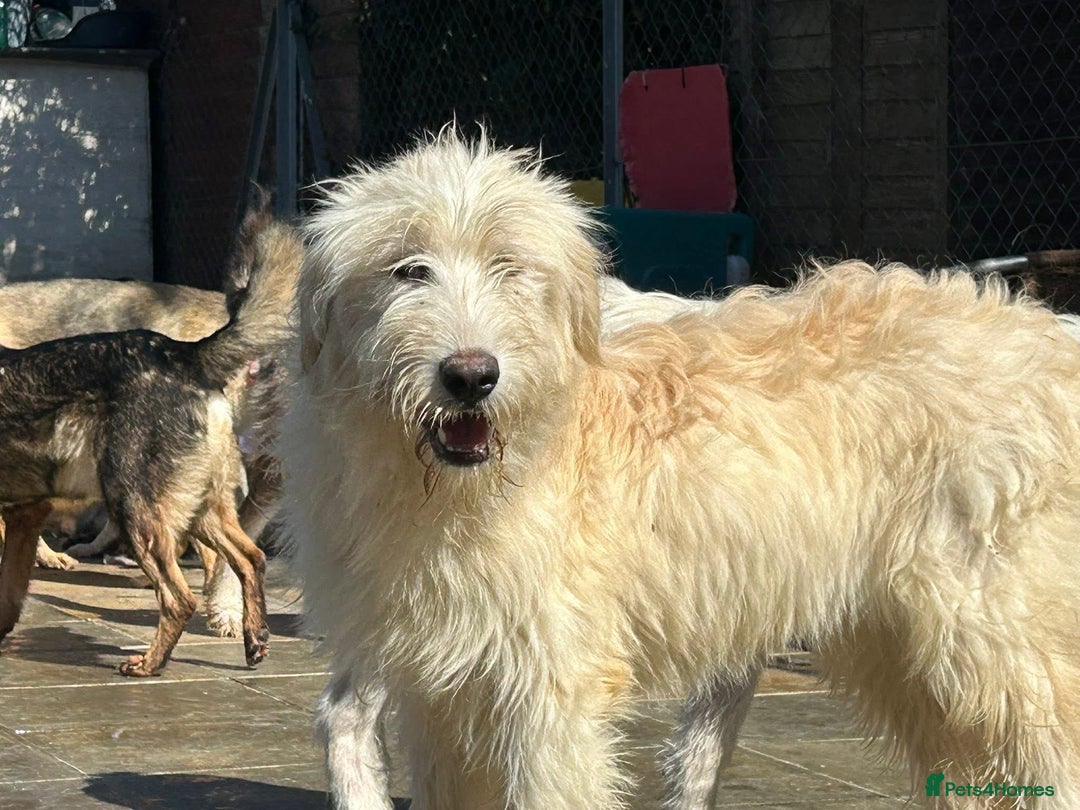 Mixed Breed dogs for adoption: Poppy - Norwich Norfolk  - Image 10