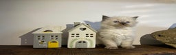 Ragdoll cats for sale: Beautiful Purebred Ragdoll Kittens  - Advert 7