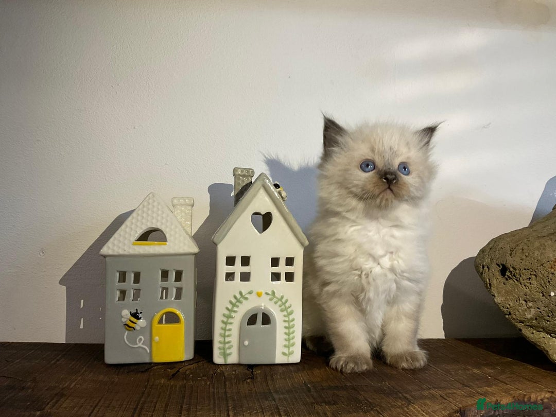 Ragdoll cats for sale: Beautiful Purebred Ragdoll Kittens  - Advert 7