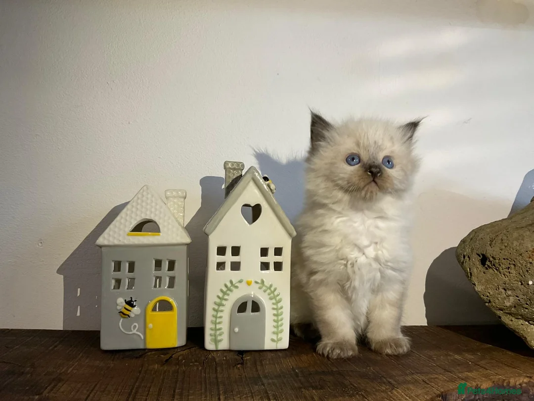 Ragdoll cats for sale: Beautiful Purebred Ragdoll Kittens  - Advert 8