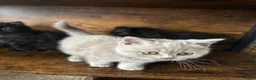 British Shorthair cats for sale: British Shorthair KITTENS  - Advert 18