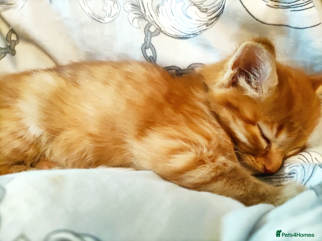 Somali cats for sale: 4 somali kittens. ready from 27.10 - Image 4
