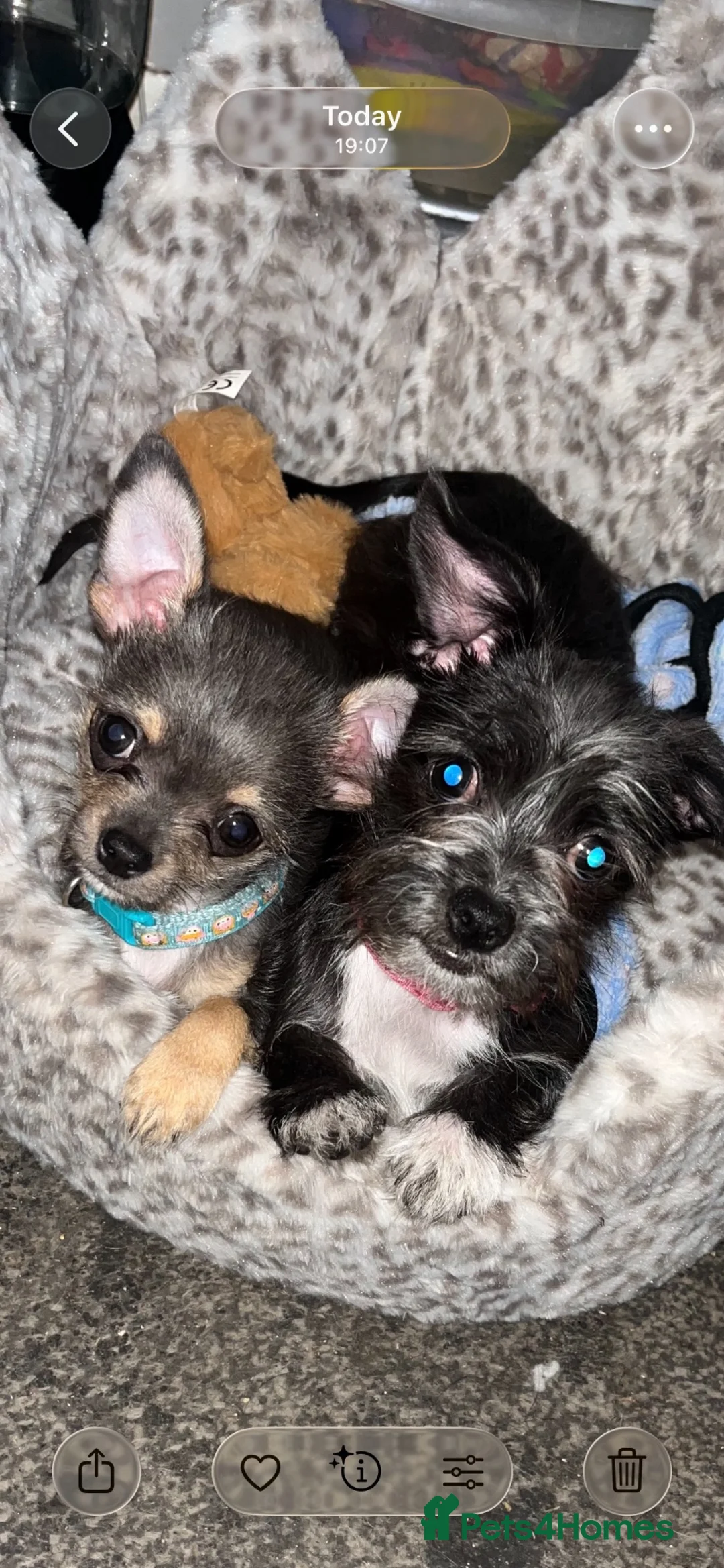 Mixed Breed dogs for sale: Stunning chihuahua  - Advert 2