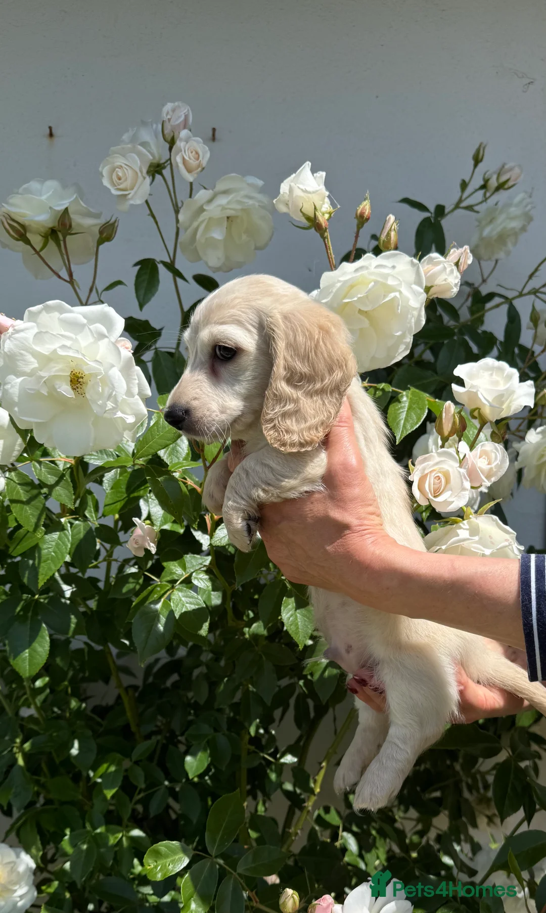 Dachshund dogs for sale: KC miniature long haired creams - Advert 2