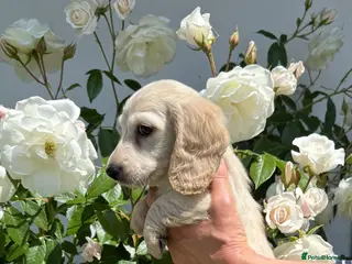 Dachshund dogs KC miniature long haired creams - Advert 14