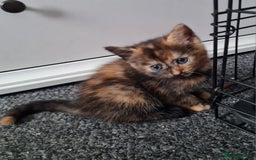 Mixed Breed cats for sale: Kittens - Image 3