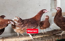 Chickens poultry for sale: Hybrid Pullets POL - Image 1