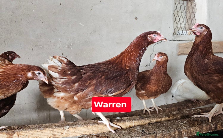 Chickens poultry for sale - Advert 1