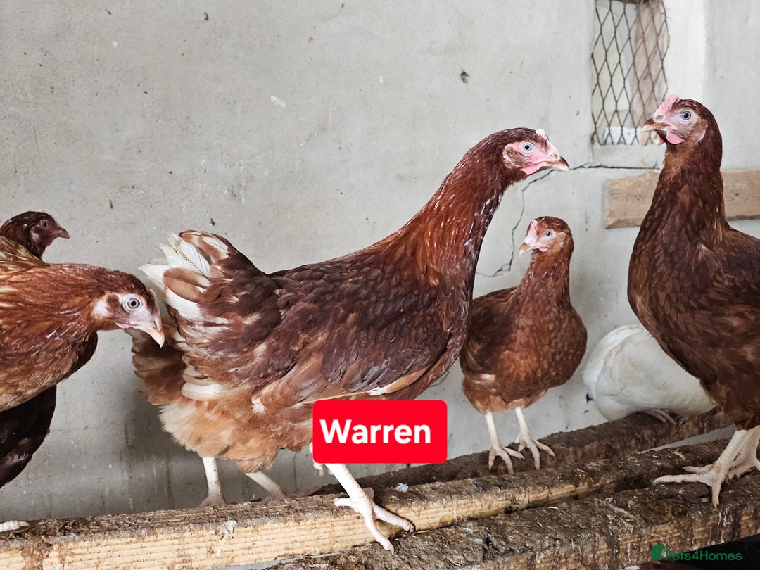 Chickens poultry for sale: Hybrid Pullets POL - Image 1