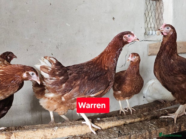 Chickens poultry - Advert 18