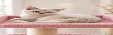 British Shorthair Kitten 2