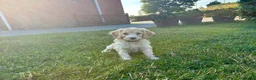 Cockapoo dogs for sale: Gorgeous F1 Cockapoo Puppies 🩷 - Advert 25