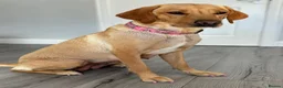 Labrador Retriever dogs for sale: 2 beautiful kc labrador boys  - Advert 31