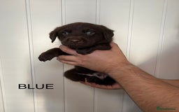 Labrador Retriever dogs for sale: Chunky chocolate labradors  - Image 11