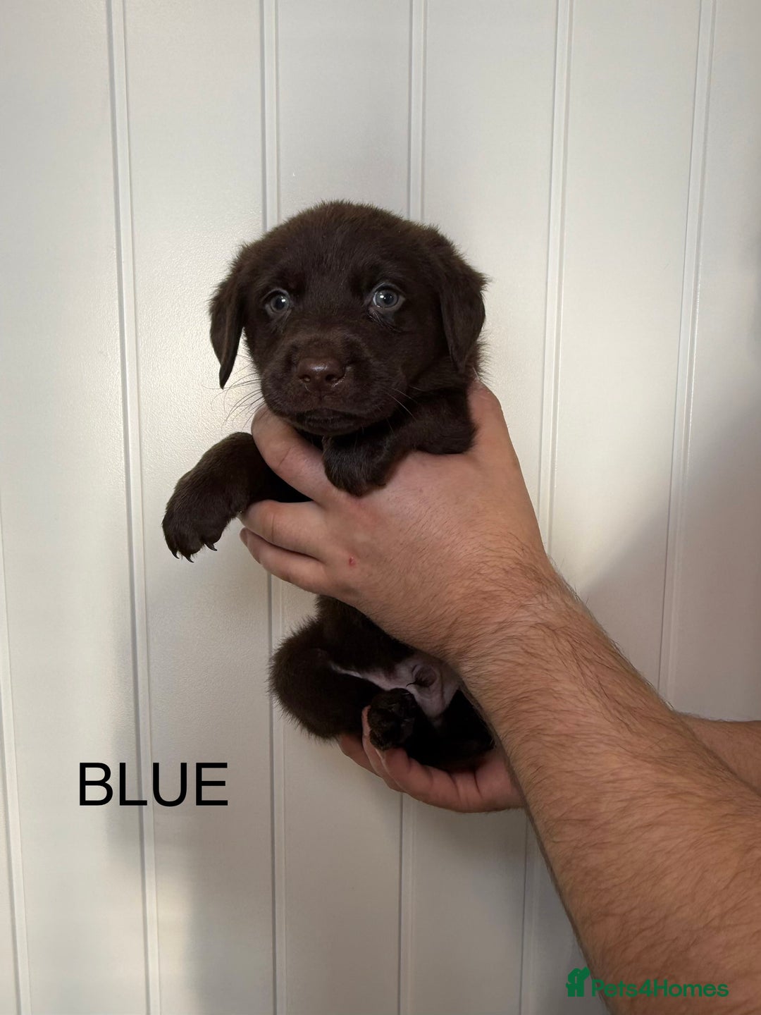 Labrador Retriever dogs for sale: Chunky chocolate labradors  - Image 11
