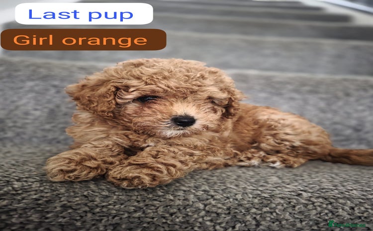 Cavapoochon dogs - Advert 1