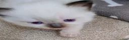 Ragdoll cats for sale: Pure bred Ragdolls need loving homes - Advert 3