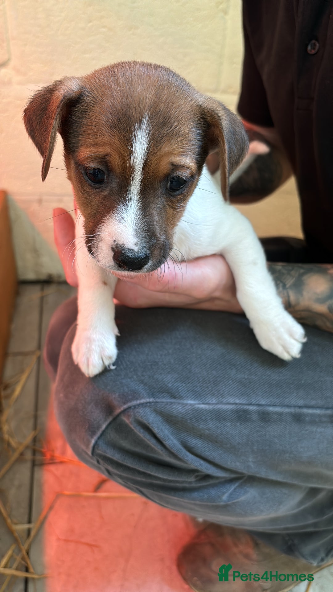 Jack Russell dogs for sale: Jack Russell puppy’s  - Image 6