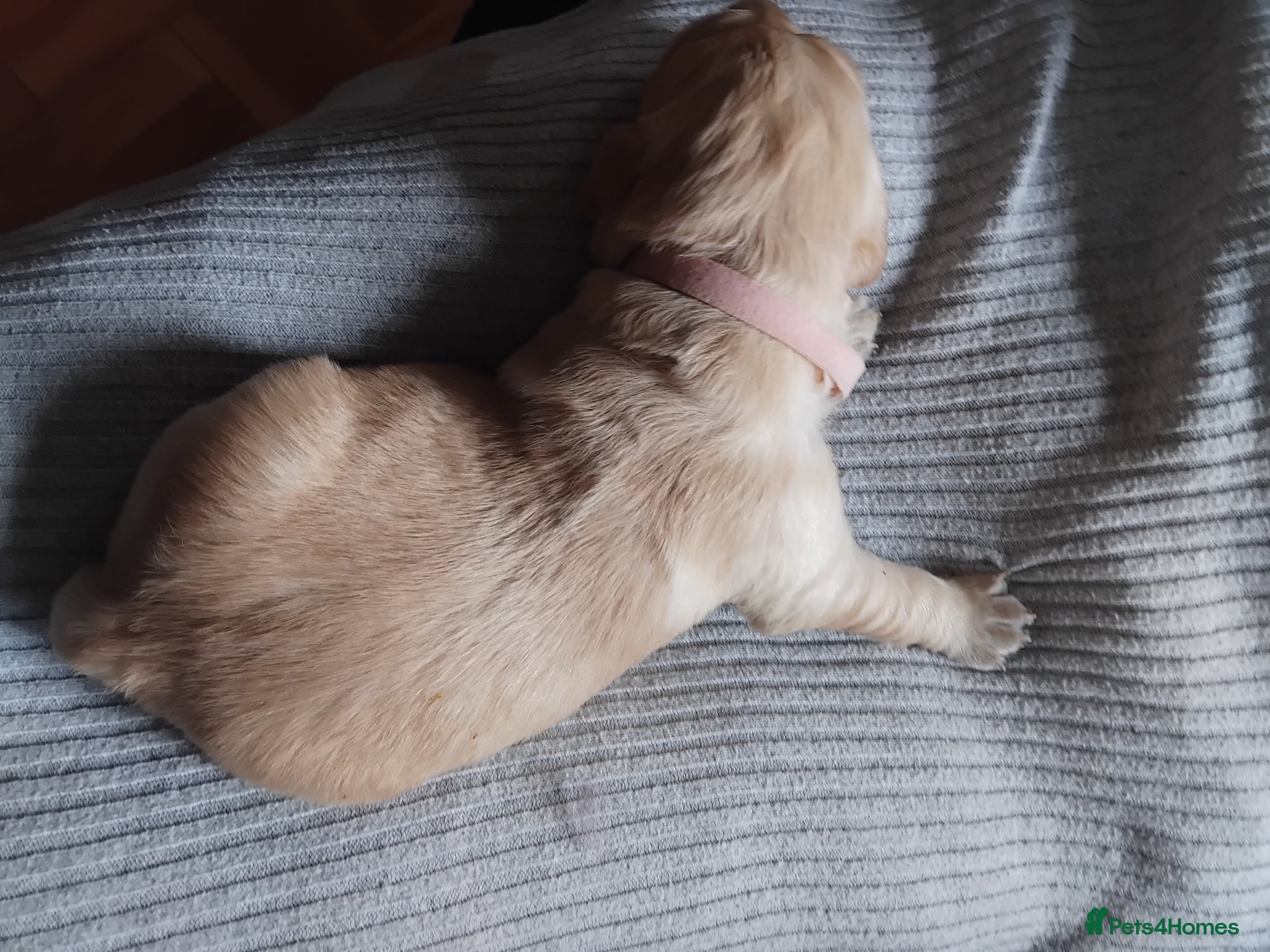 Golden Retriever Puppy 4