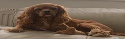 Cavapoo dogs for sale: Stunning F1 Cavapoo health tested parents  - Advert 2